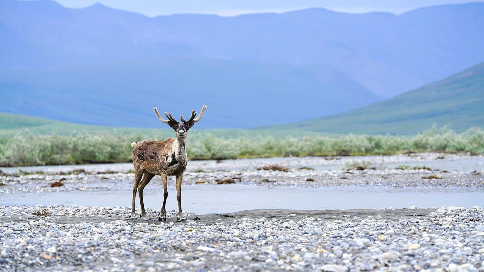Cover image for article: Federal judge to hear bid Thursday to cancel Arctic Refuge oil leases and leasing plans