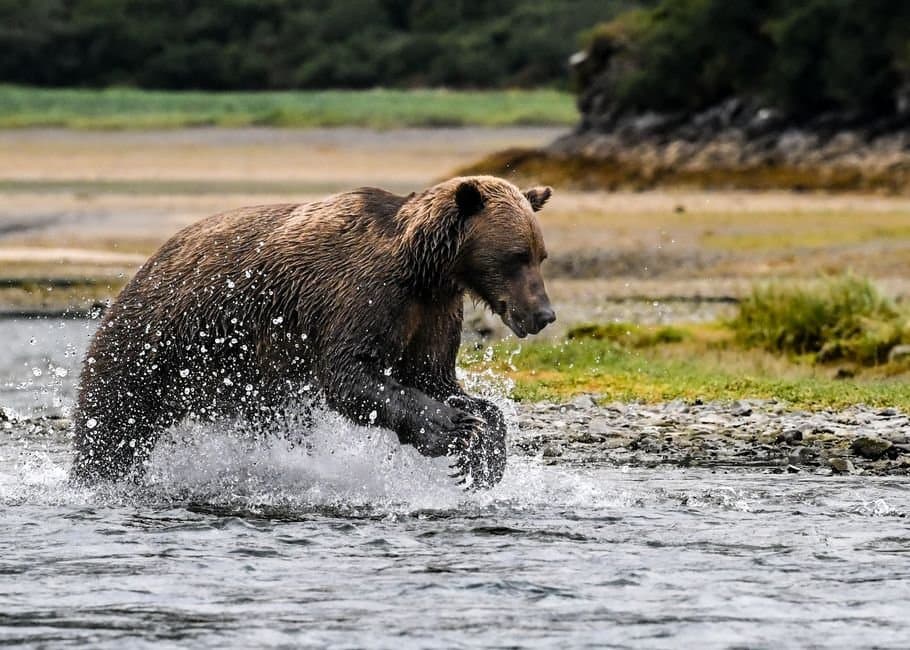 Cover image for article: Woman injured by brown bear sow near Bells Flats in Kodiak