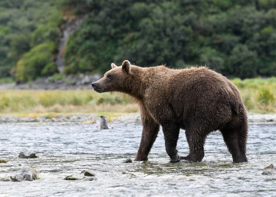 Cover image for article: Woman injured by brown bear sow near Bells Flats in Kodiak