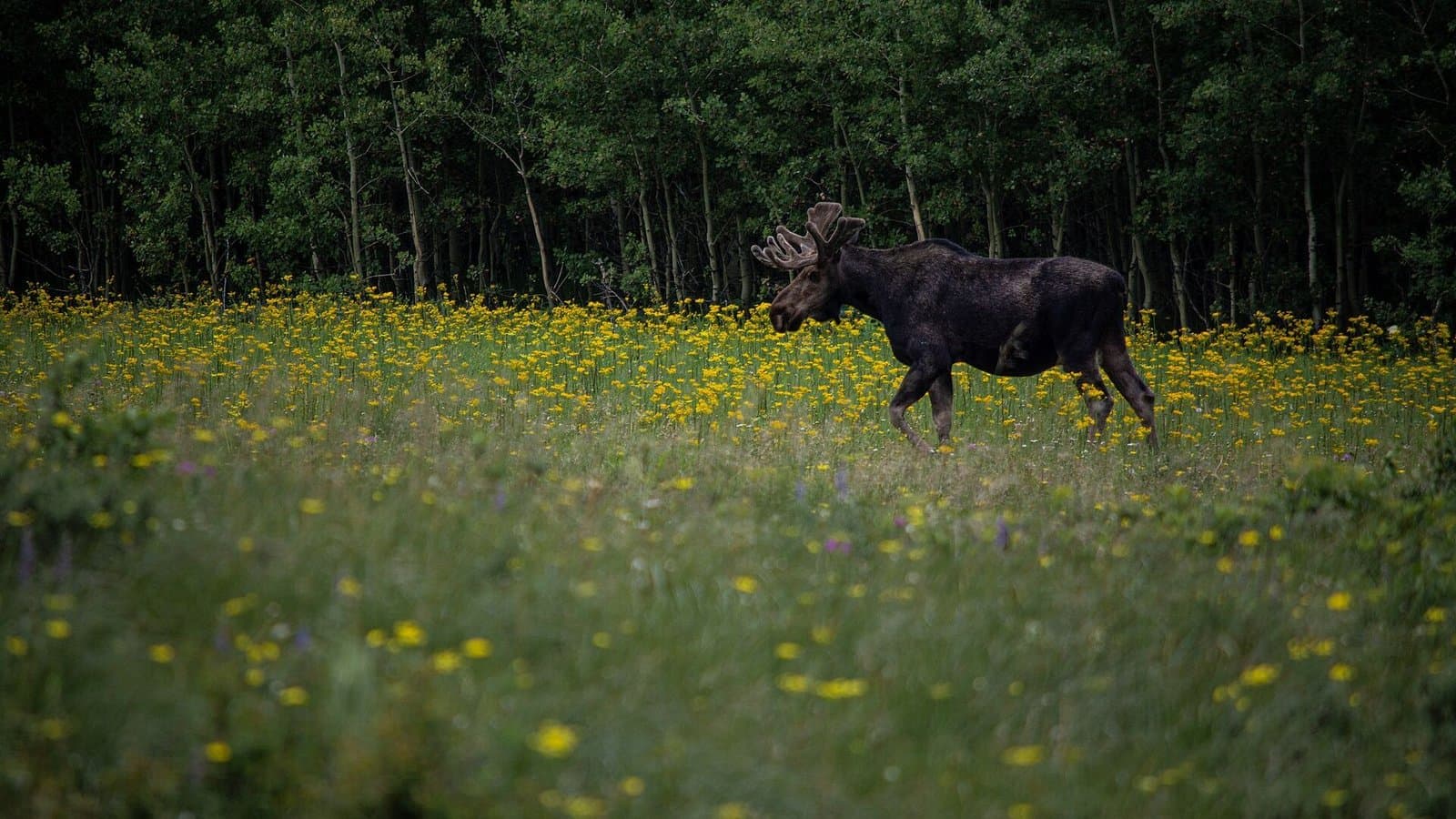 Cover image for article: Troopers cite Nikiski man, 52, over out-of-season moose taken without harvest ticket