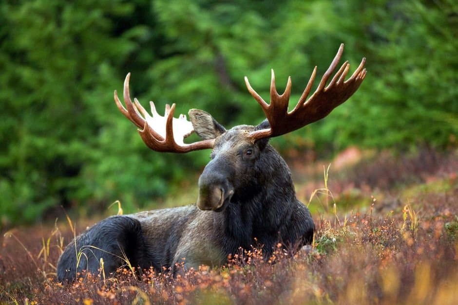 Cover image for article: Troopers cite Nikiski man over out-of-season moose and missing harvest ticket