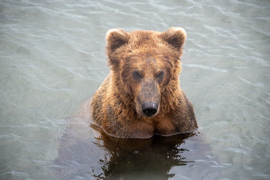 Cover image for article: Kenai River king salmon fishery closed through mid-August 2026