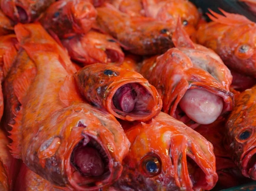 Cover image for article: ADF&G extends yelloweye rockfish closure in Resurrection Bay through June