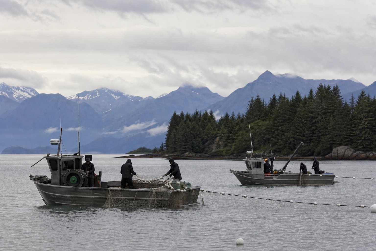Cover image for article: Yakutat gillnetters must donate Chinook found dead in Situk nets