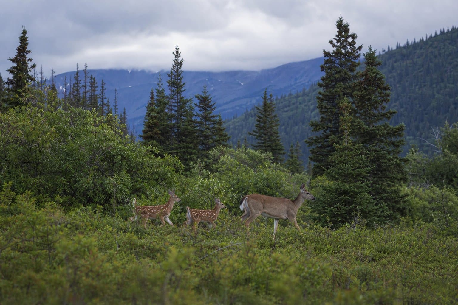 Cover image for article: Trail camera shows first fawns from deer moved to the southern Kenai Peninsula