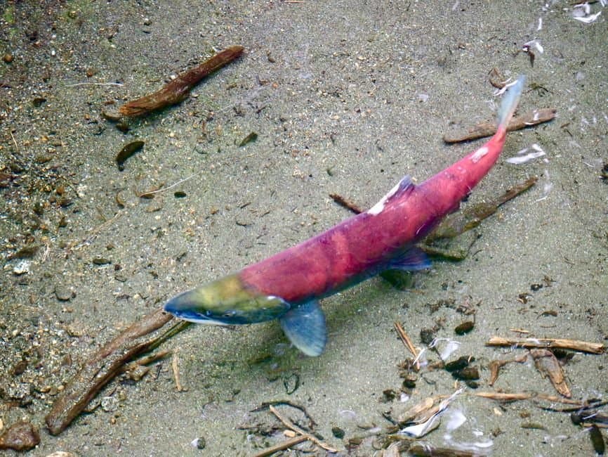 Cover image for article: Salmon dying off in Prince of Wales drainages amid low, warm water