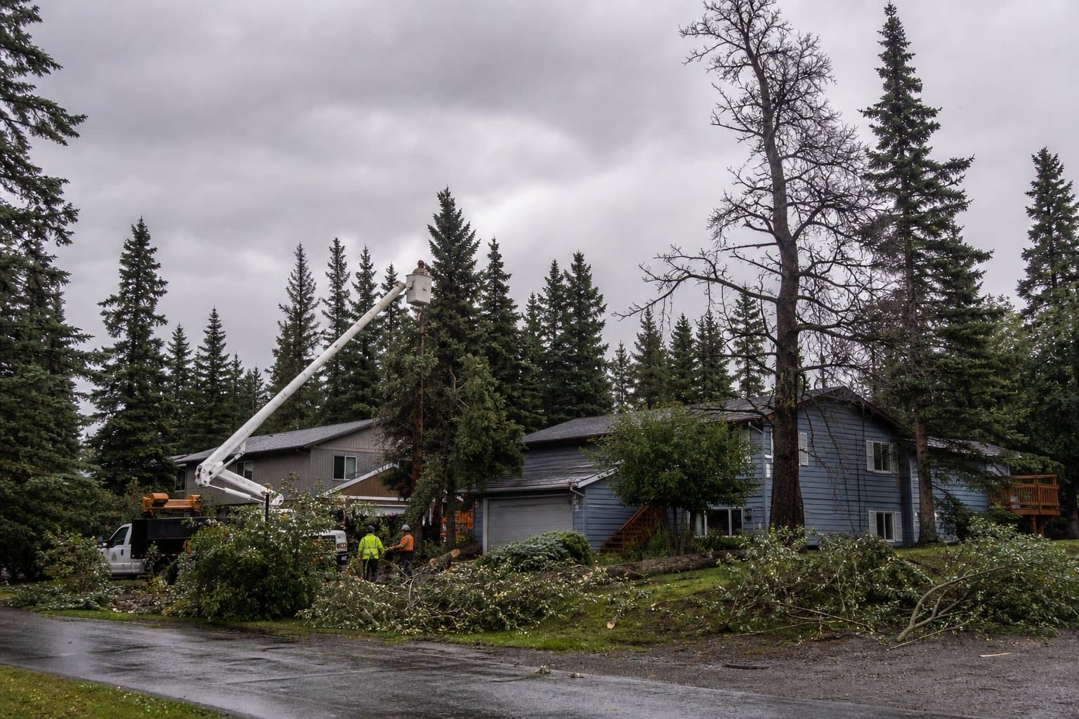Cover image for article: Anchorage Assembly set to award $2.4M in tree-removal contracts Tuesday