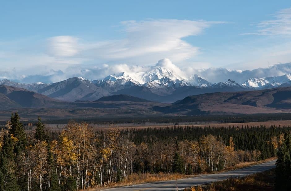 Cover image for article: New $605k research asks why some Denali spruce survive the beetles