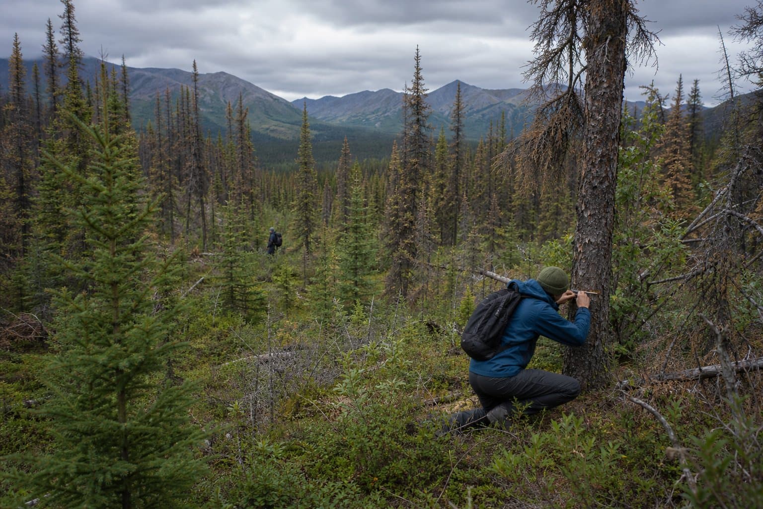 Cover image for article: NSF awards UAA $605,353 to study spruce beetle kill in Denali