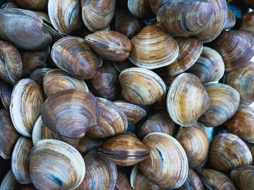 Cover image for article: Don't eat the clams: ADF&G can't tell Juneau harvesters which beaches are safe — because nobody's regularly testing