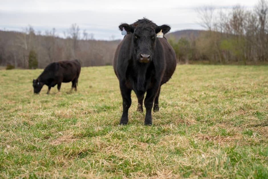 Cover image for article: Federal orders reach Alaska's beef labeling and processing gaps