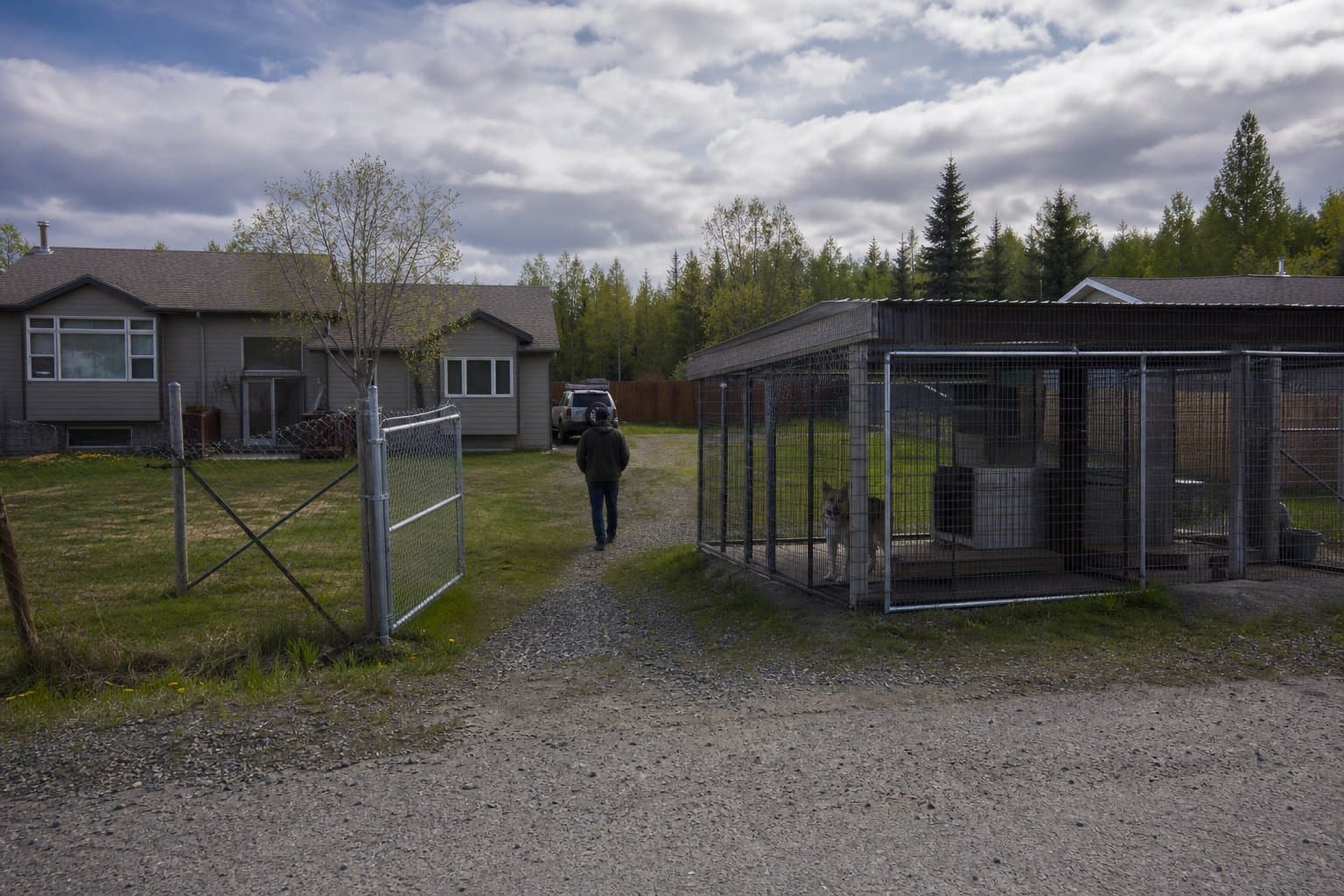 Cover image for article: A three-bite Fairbanks dog gets strict conditions instead of euthanasia