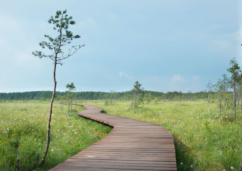Cover image for article: New Potter Marsh boardwalk and ice-skating ramp open Saturday