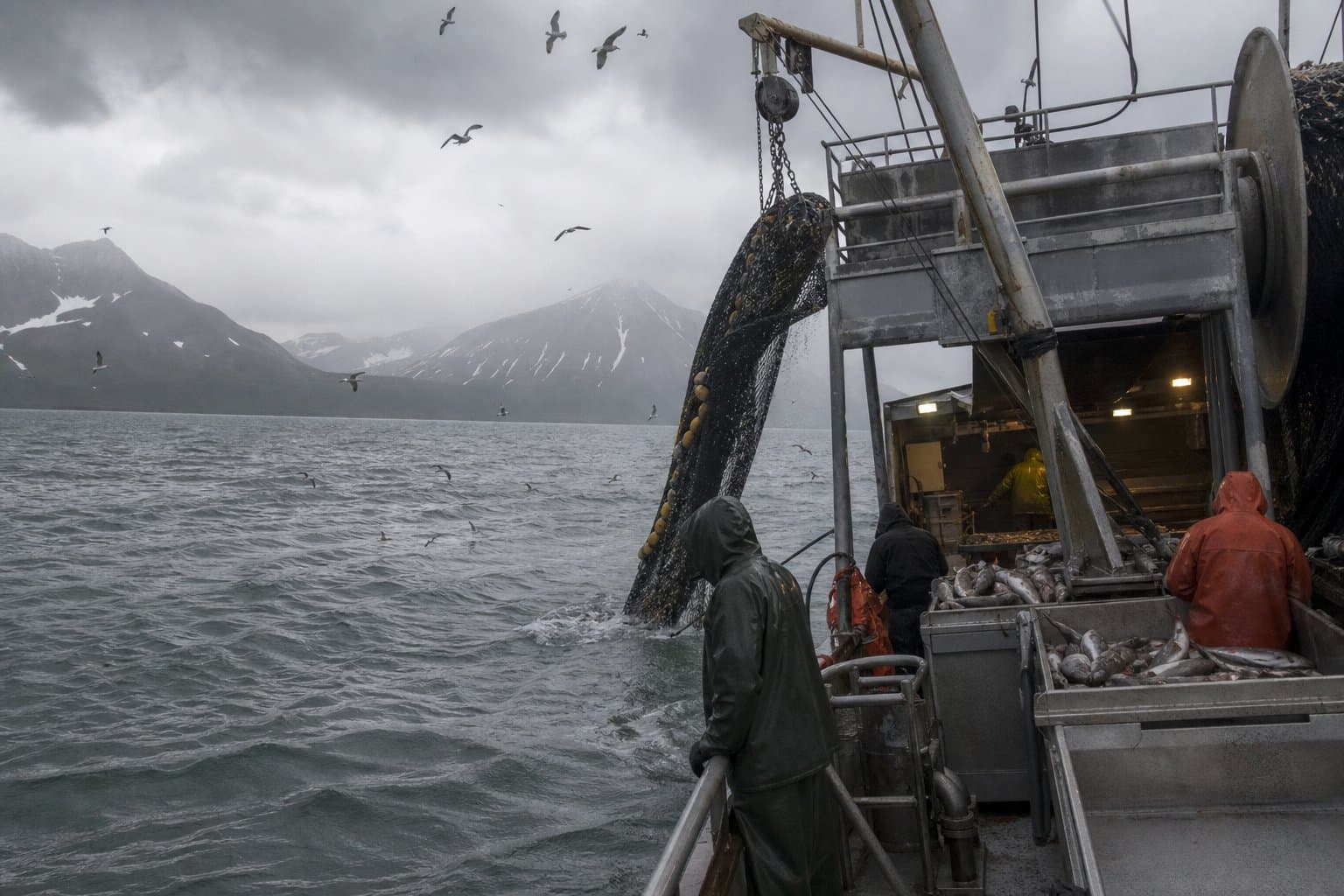 Cover image for article: State says genetics funding enabled first Western Alaska chum bycatch cap