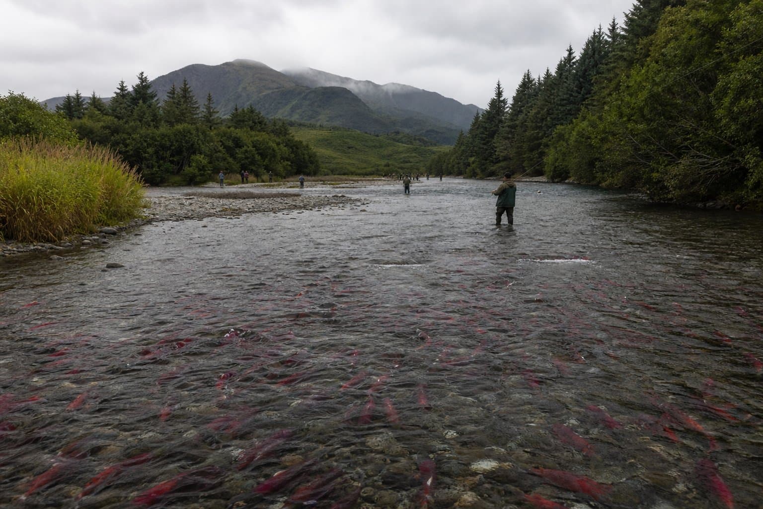 Cover image for article: Pink salmon swamp Kodiak road-system rivers, crowding out sockeye and coho