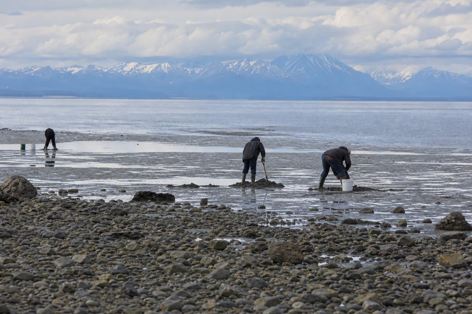 Cover image for article: Cook Inlet Razor Clam Harvest Now Requires a Permit