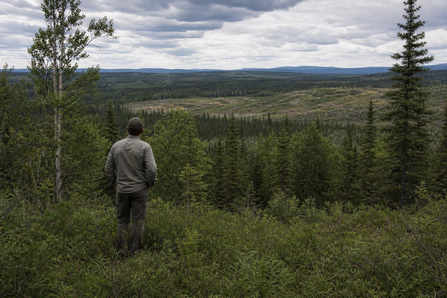 Cover image for article: Fairbanks-Delta schedule lists proposed timber sales through 2030