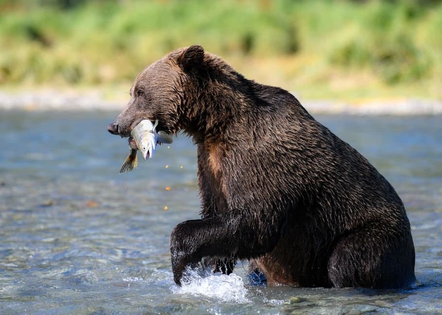 Cover image for article: Coho retention closes on Susitna and Little Susitna drainages Wednesday