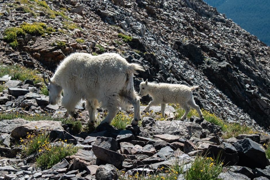 Cover image for article: Registration permits open Friday for Chugach mountain goats after drawing hunt falls short of quota