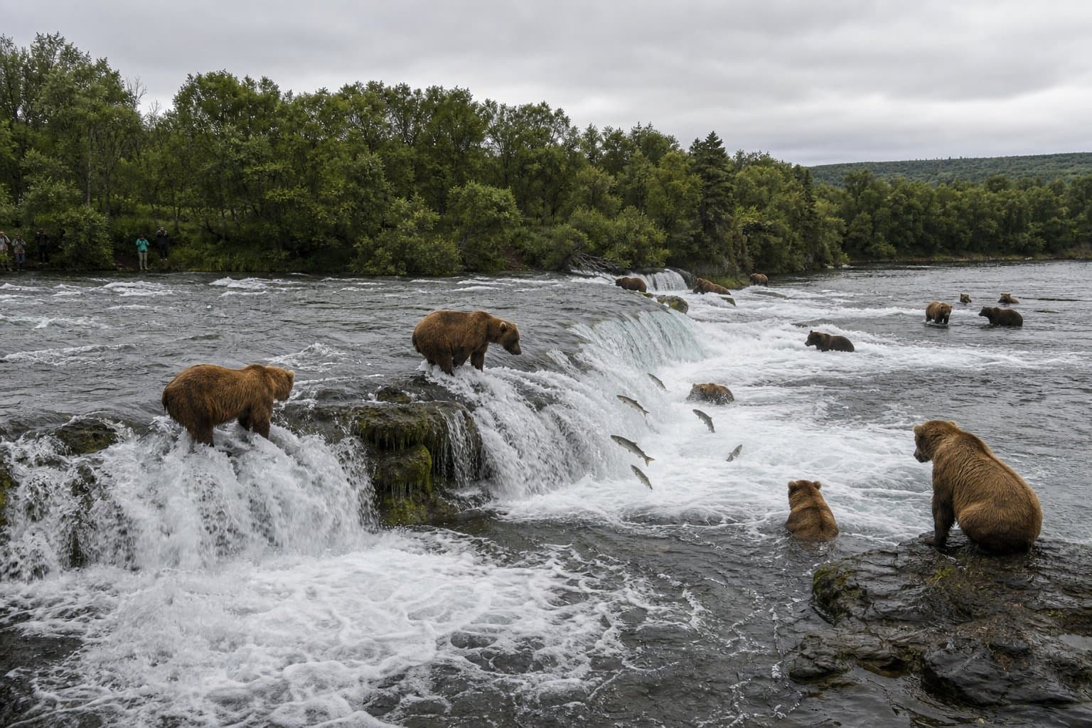 Cover image for article: Katmai bear cams return as Brooks River season begins