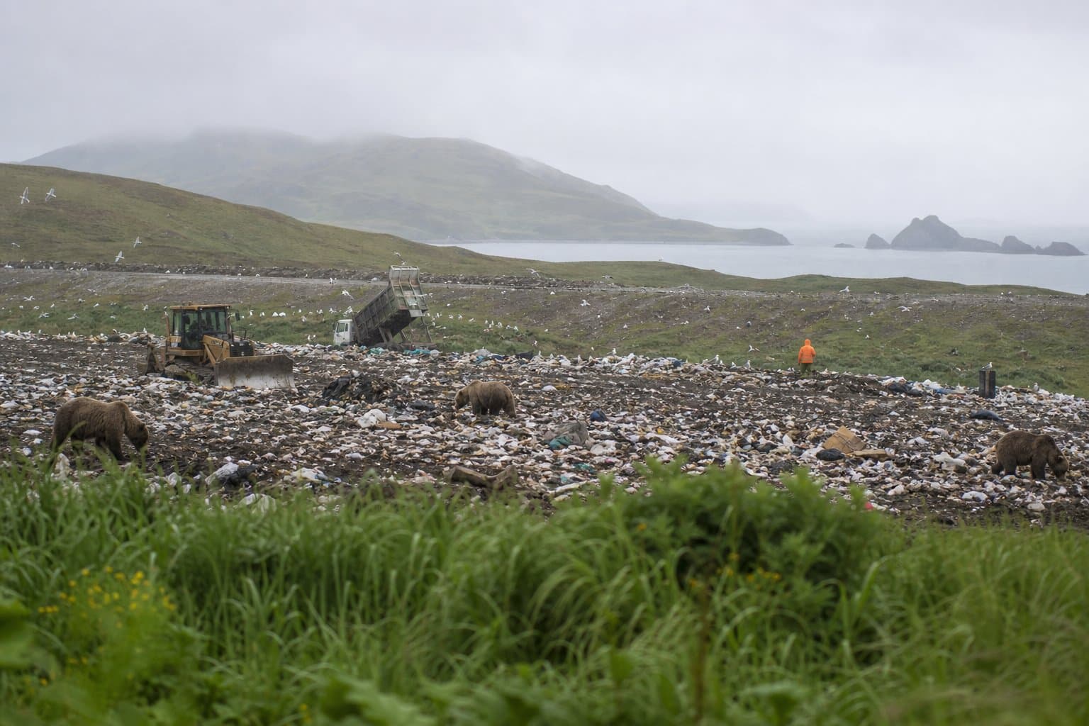 Cover image for article: Kodiak takes its landfill bear problem behind closed doors