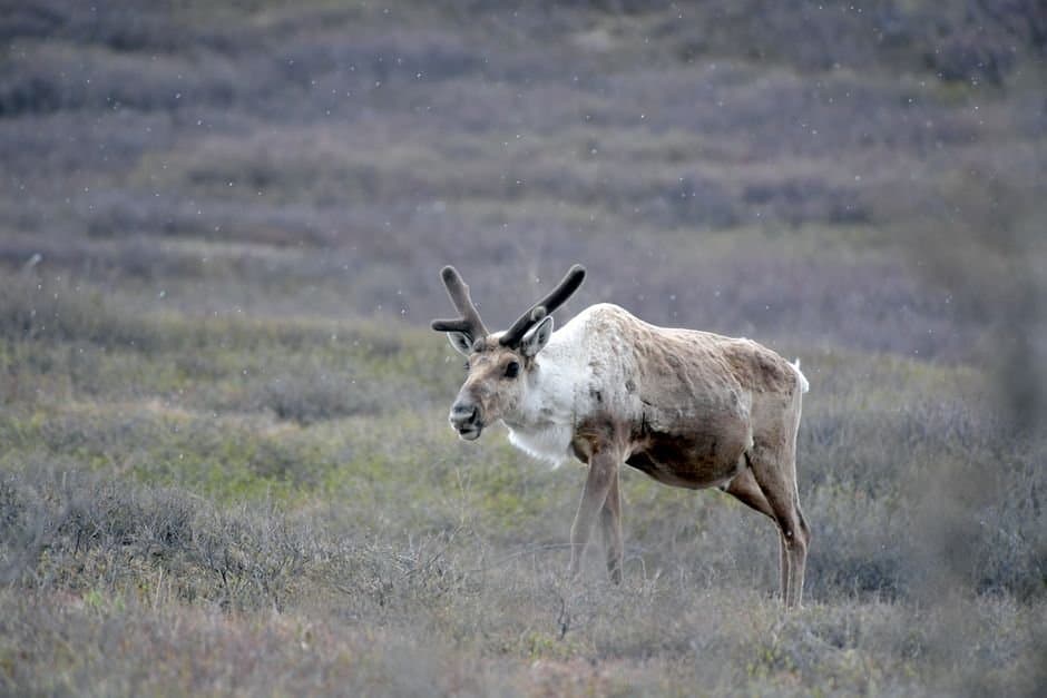 Cover image for article: Alaska approves three land releases for University of Alaska