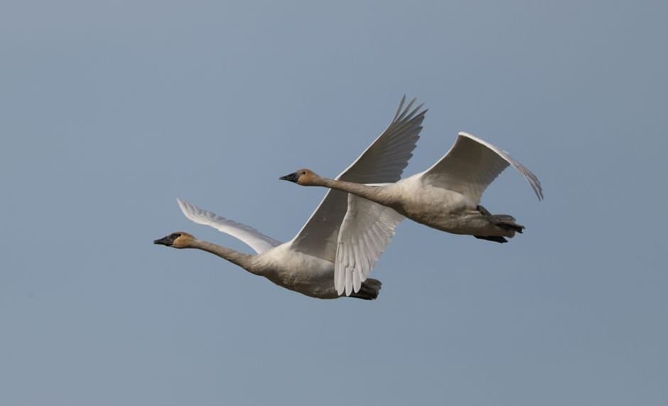 Cover image for article: House passes Begich bill to open treaty talks with Japan over Alaska Native handicrafts made with bird parts
