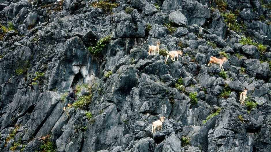 Cover image for article: Goat hunt RG249 north of Valdez Arm closes