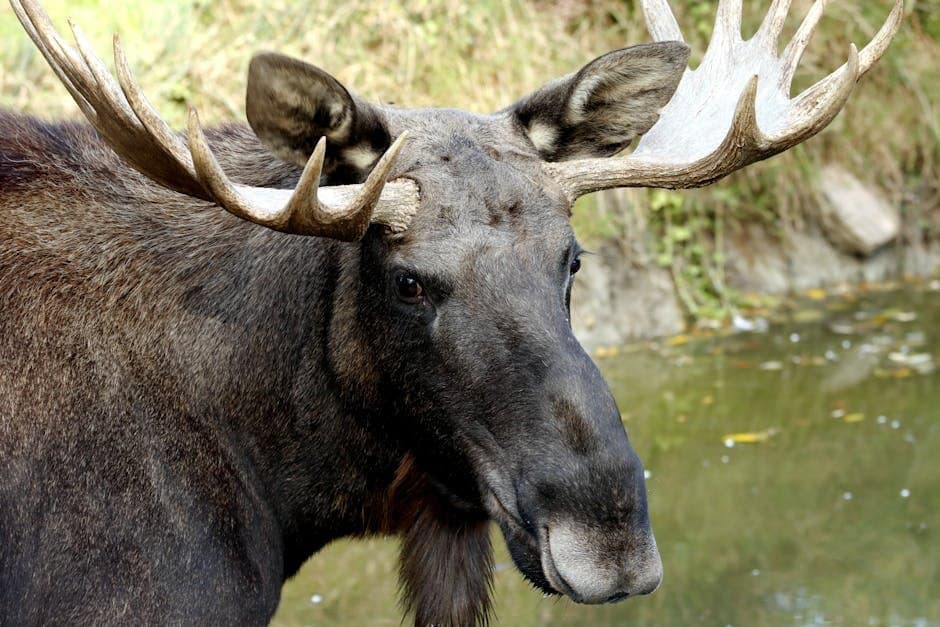 Cover image for article: ADF&G warns moose attacks peak as calving season continues through June