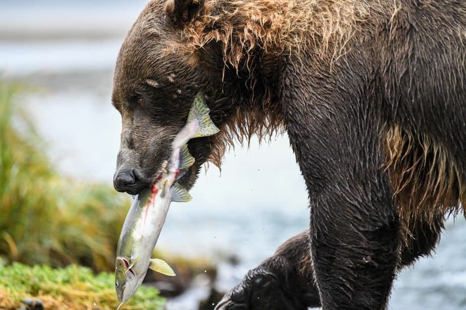 Cover image for article: Norton Sound subdistricts 2-6 open for one 24-hour coho period Friday