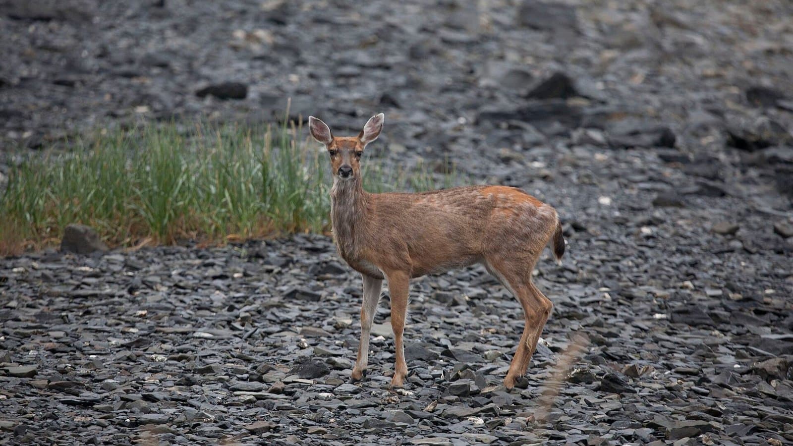 Cover image for article: Forest Service favors larger Prince of Wales logging plan that may restrict deer hunting