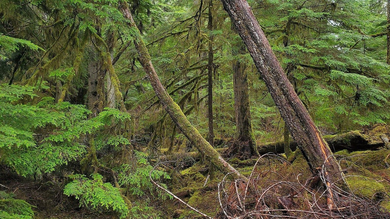 Cover image for article: Forest Service draft decision favors larger old-growth logging plan on Prince of Wales