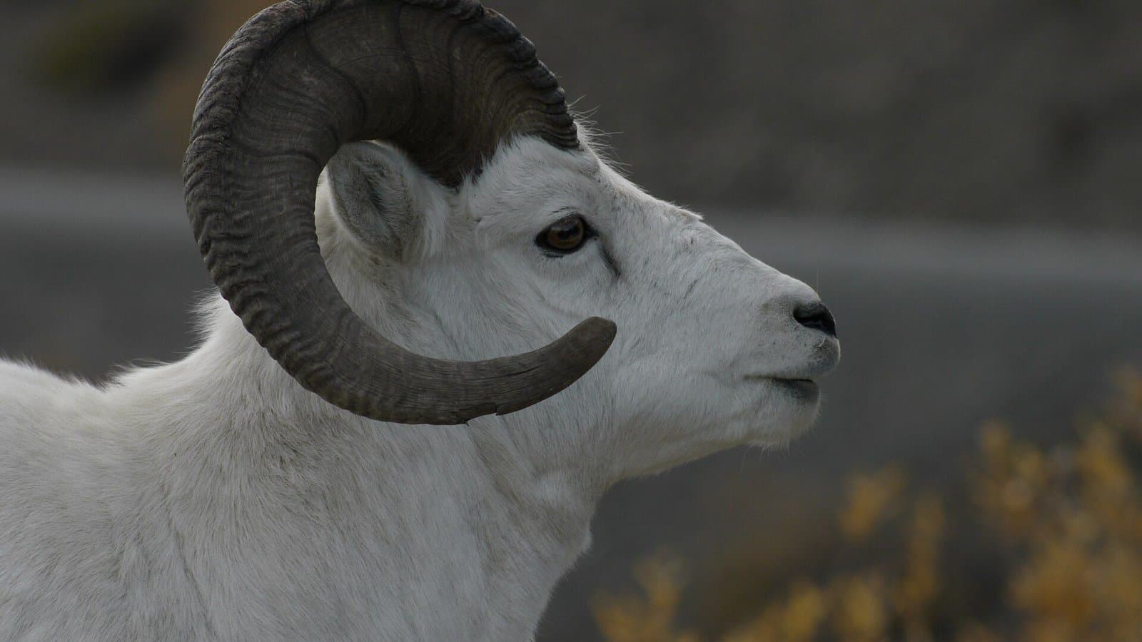 Cover image for article: Interior takes back $8,781 from Denali Dall sheep survey flight order