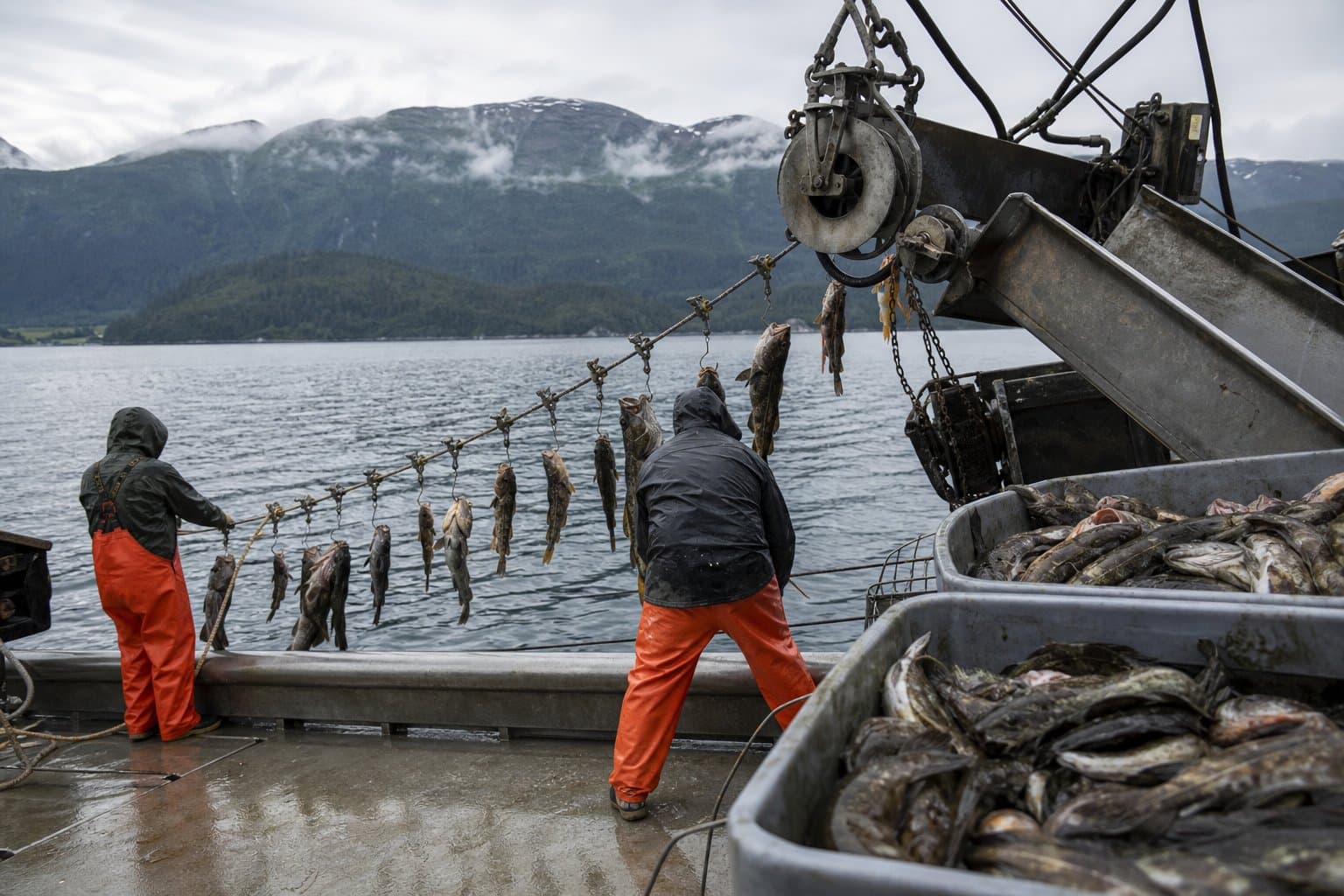 Cover image for article: A second Southeast area hits its lingcod limit in two weeks