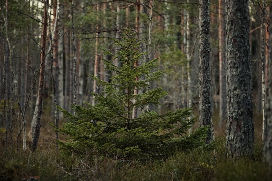 Cover image for article: Fairbanks spruce pollen hits season high in UAF count