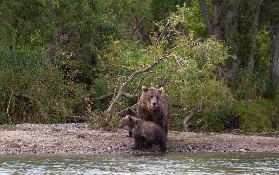 Cover image for Katmai Cubs Boom