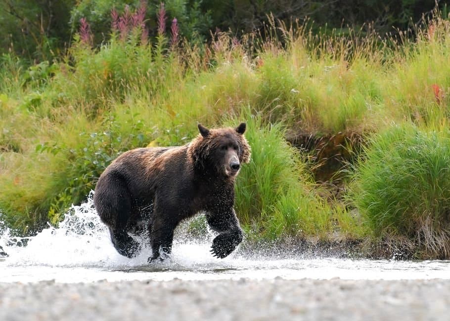 Cover image for article: Katmai superintendent reports more bear cubs at Brooks Camp than in years