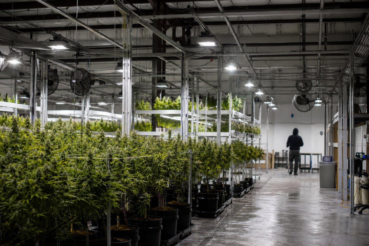Cover image for article: An Anchorage marijuana grower has to pay its back taxes before it can keep growing