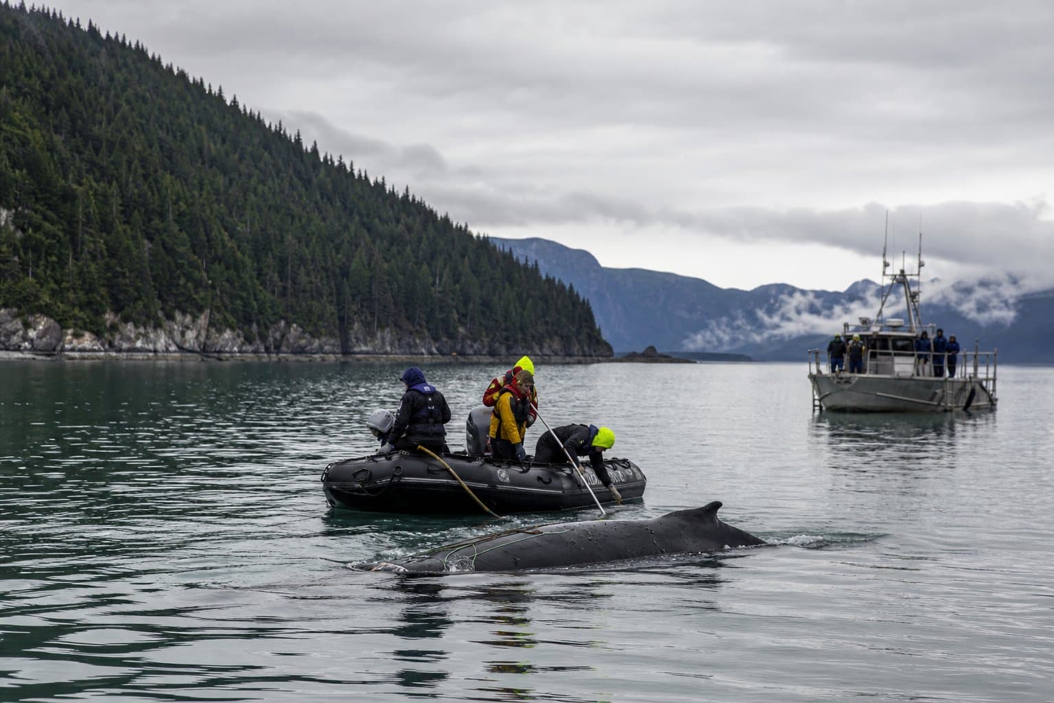 Cover image for article: A NOAA crew cut a tangled humpback free at Endicott Arm