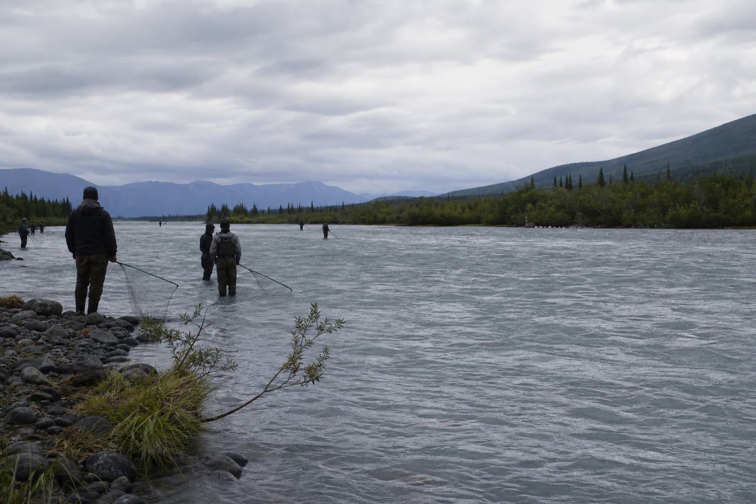 Cover image for article: Copper River king salmon closed to sport fishing; Chitina dipnetters barred from keeping kings all season