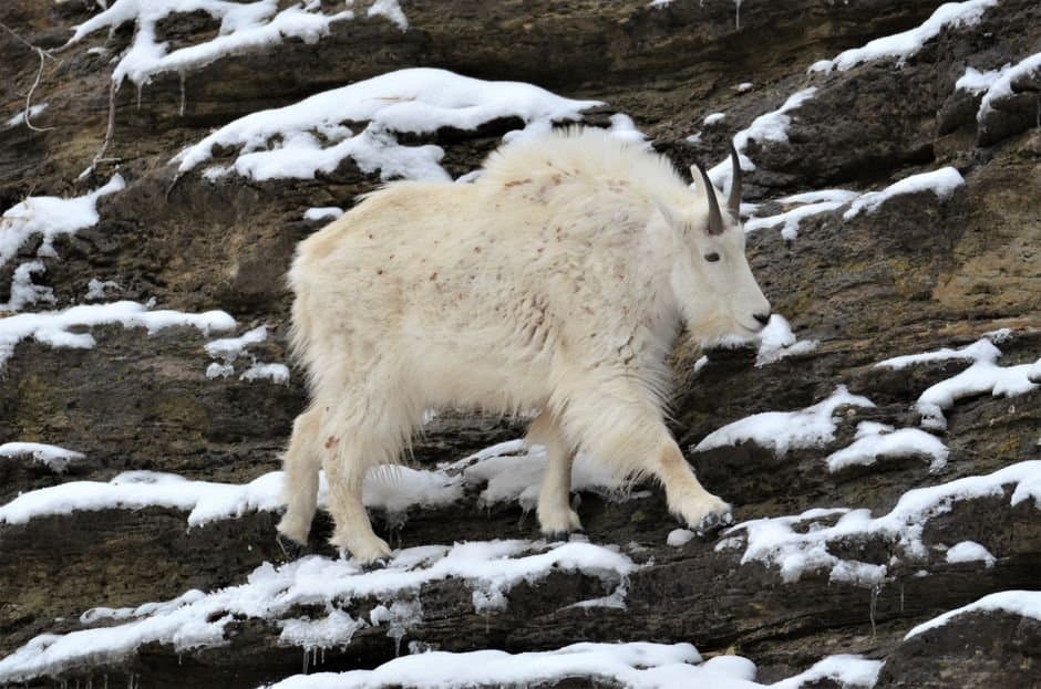Cover image for article: Mountain goat hunt south of Port Valdez closes Thursday night after hitting harvest limit