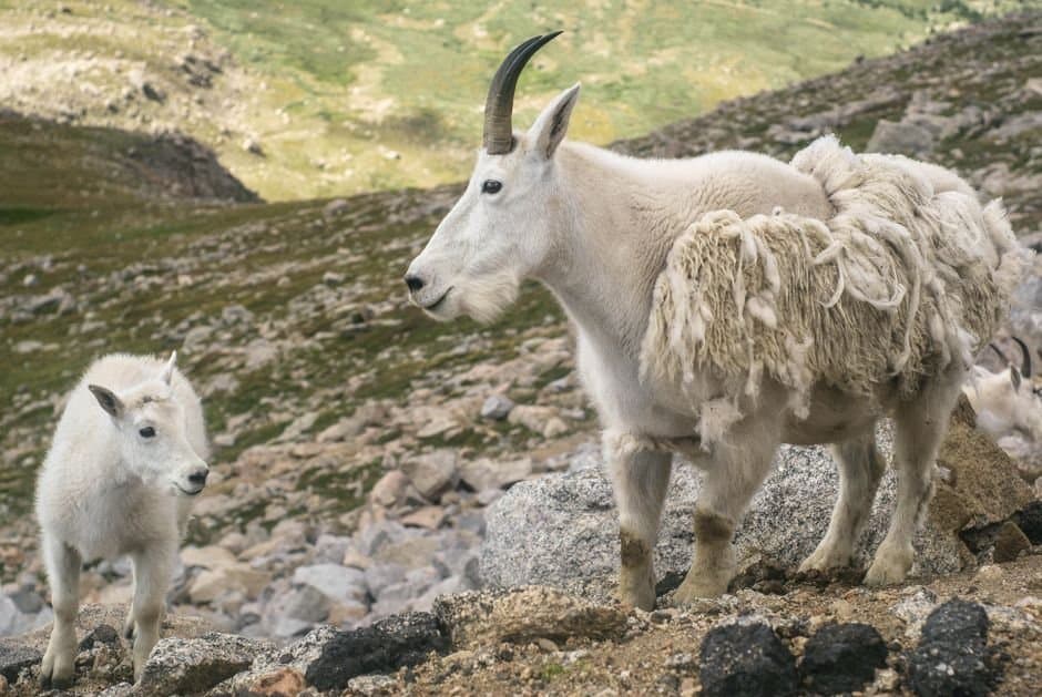 Cover image for article: One goat closes the Point Windham goat hunt for the year
