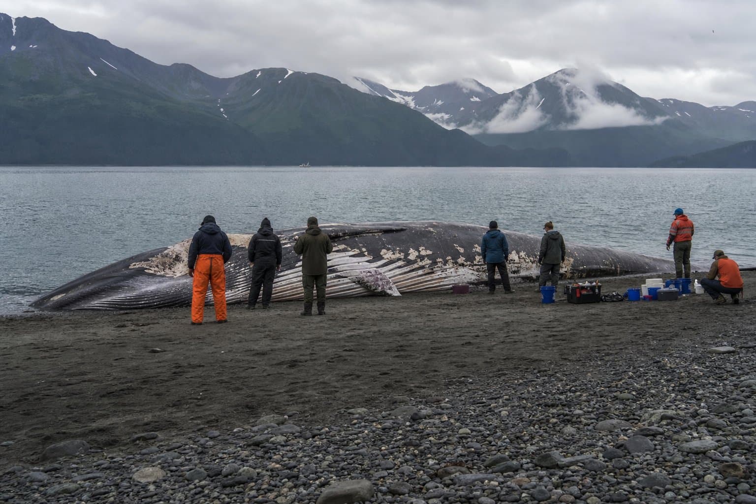 Cover image for article: NOAA says dead fin whale brought to Seward showed trauma consistent with vessel strike