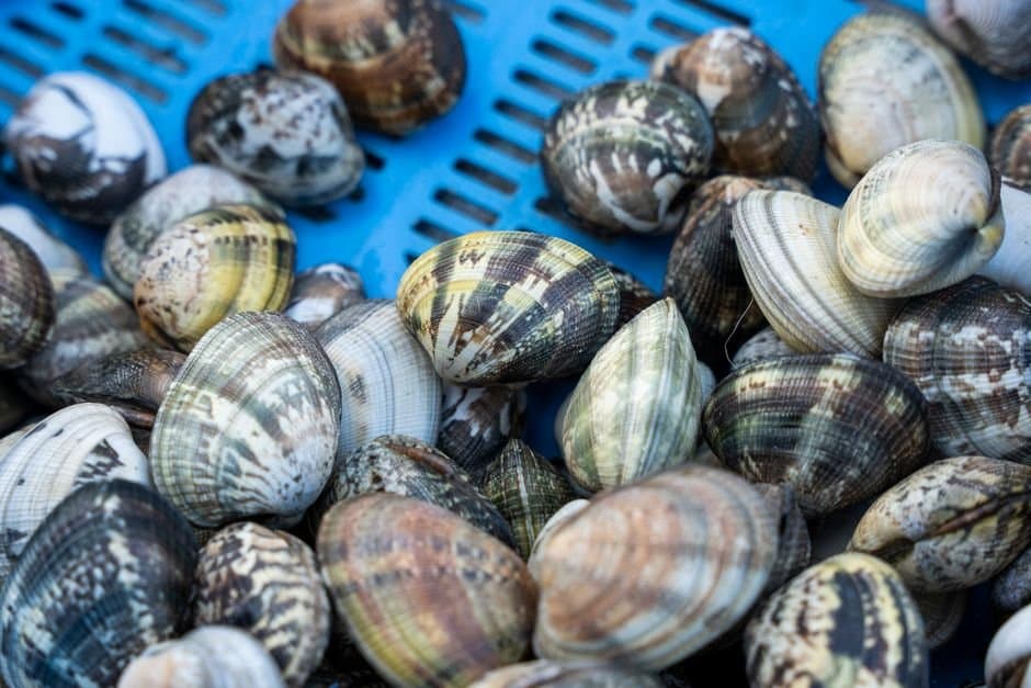 Cover image for article: Two Southeast geoduck beds stay closed all season after biomass falls below 30%