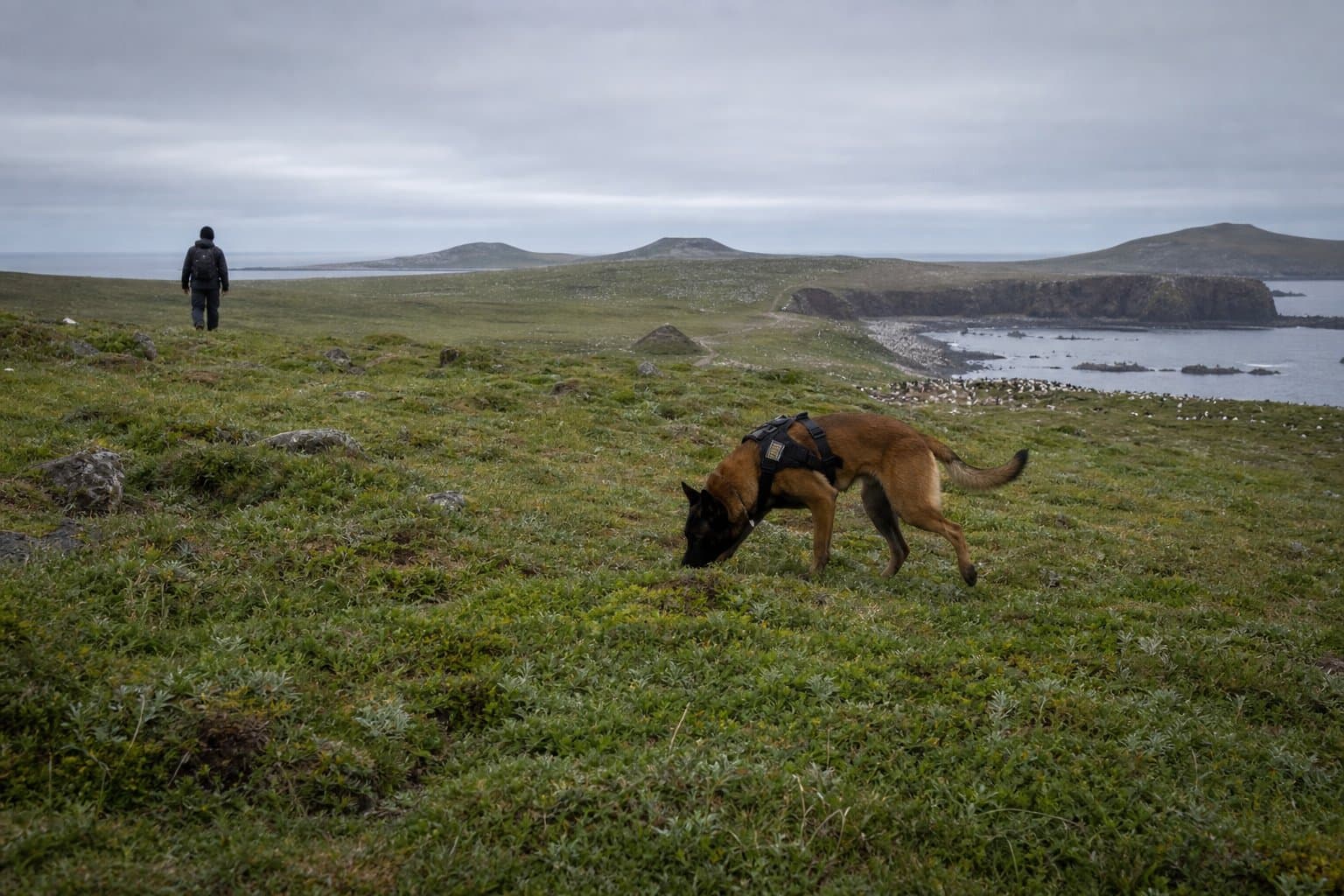 Cover image for article: NMFS creates rodent detection dog exception to Pribilof dog ban