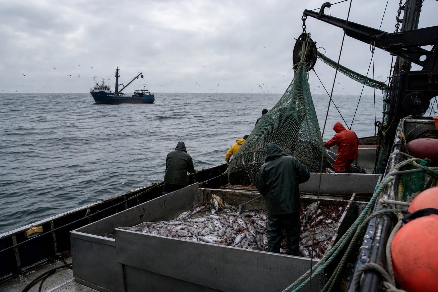 Cover image for article: Sullivan and Cruz ask Treasury to sanction 29 vessels supplying China's fishing fleet