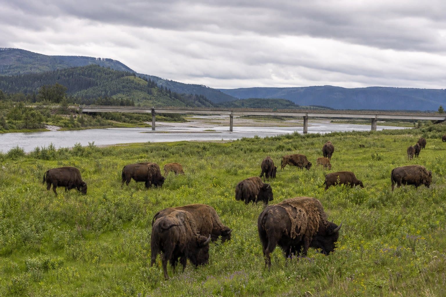Cover image for article: DOT&PF seeks comment on bison range impact from Gerstle River Bridge rebuild