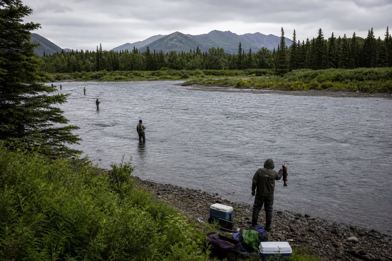 Cover image for article: On the Wood River, so many sockeye are coming back that the state wants you to keep more