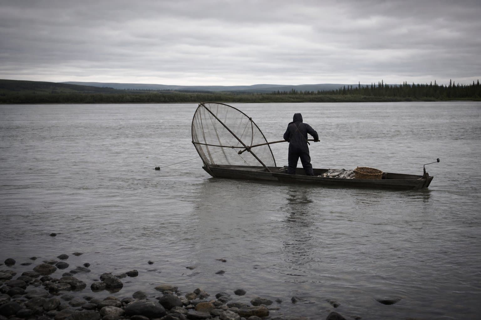 Cover image for article: Yukon Chinook sonar count 34% below average; fall chum added to concern list
