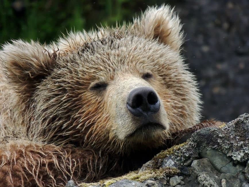 Cover image for article: Kodiak Assembly to vote on overnight landfill bear hazing and a garbage rate increase